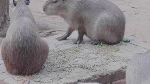 Cute # Capybara