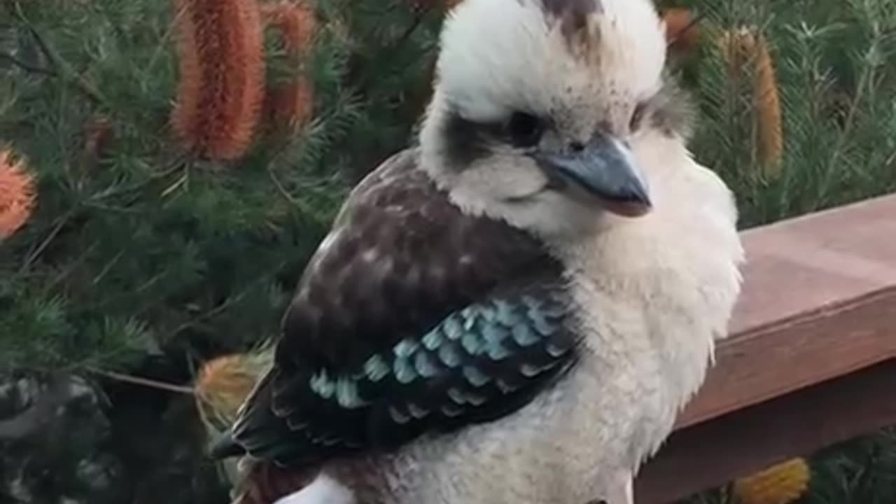Birds