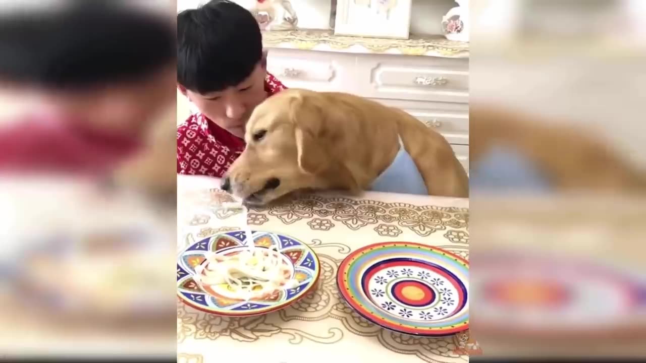 Amusing Animal Reactions: Dogs and Cats Reacting to Food