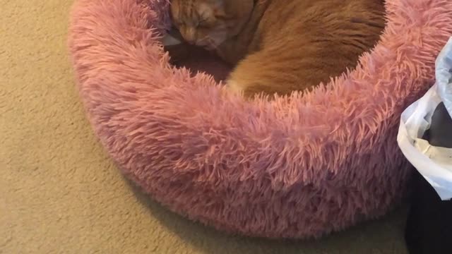 Snicker Doodle the Cat Lectures Own After Sneeze