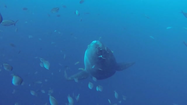 Scientists document giant Mola Mola at deep ocean cleaning station Part:-2