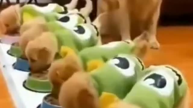 Helpful and funny dogs