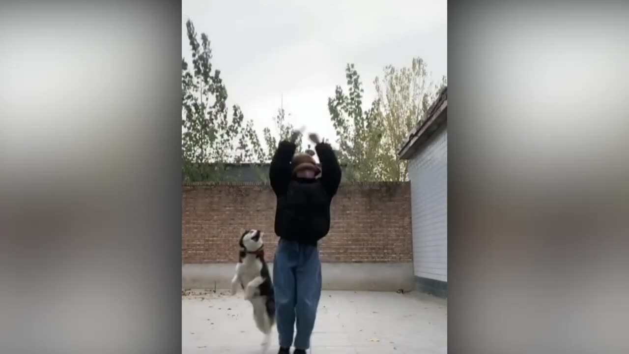 Funny Cats and Dogs