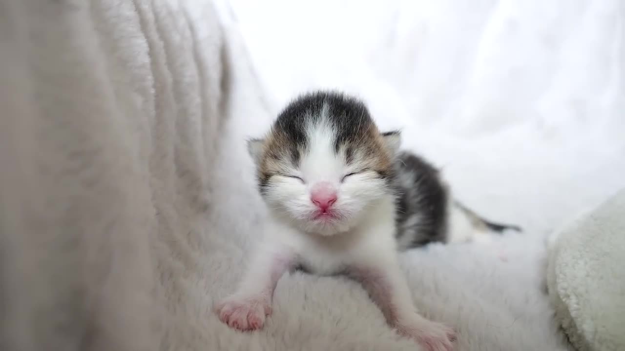 Baby kittens hugging and sleeping, and second mother cat Kiki