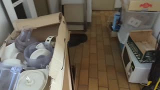 2023-05-19 (1) - aspirat? - Twitch Triskelina