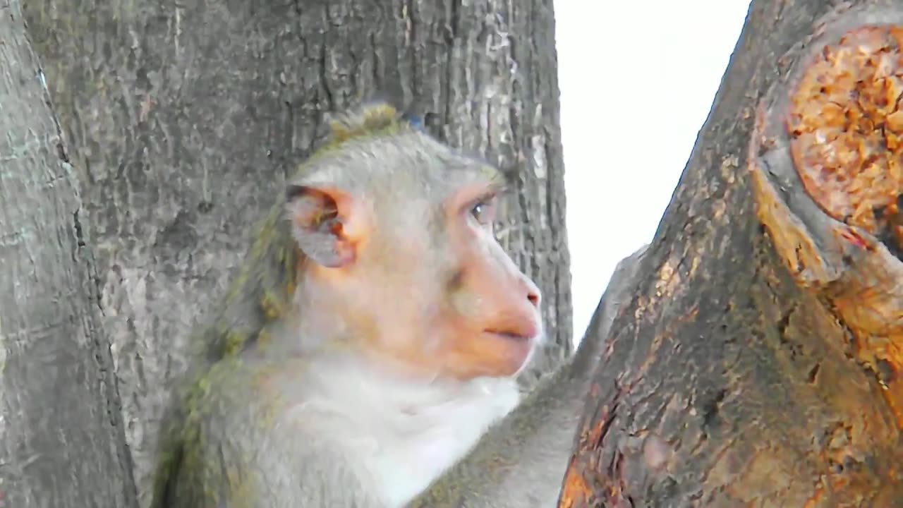 AWW New Funny Videos 20223😂 Cutest animals Doing Funny Things monkey