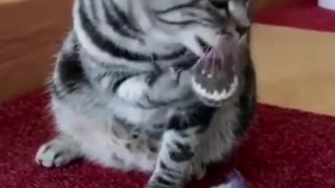 cute animals /funny video/funny cats/