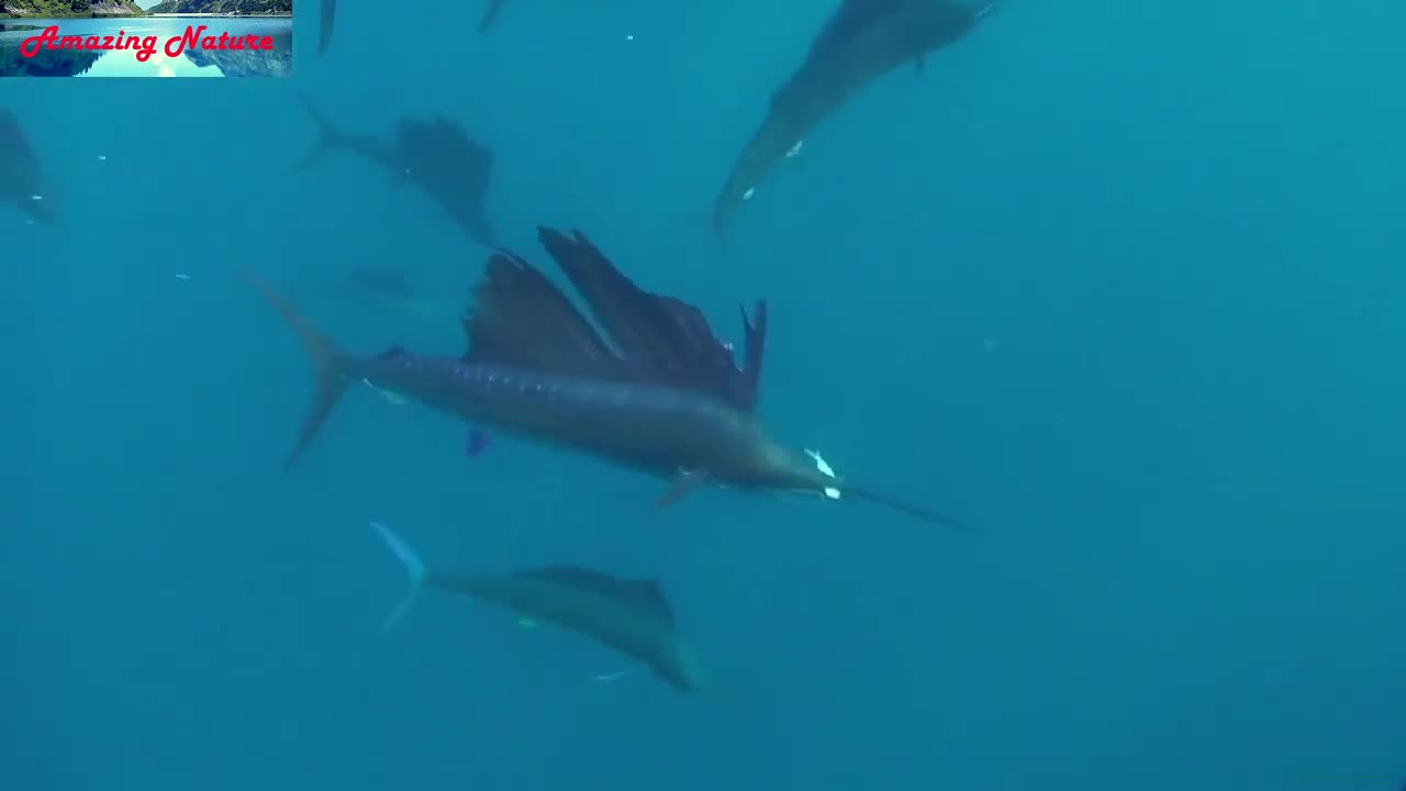 Amazing video how blue marlin and sailfish hunt small fish in ocean