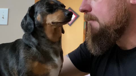 Cute Dachshund Cuddles Into Her Human