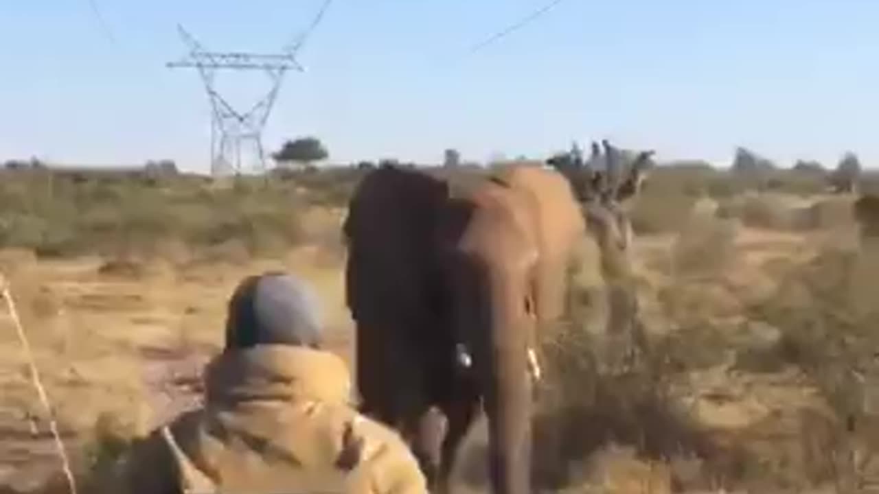 Elephant attack