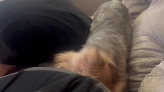 Yorkie Hates Farts