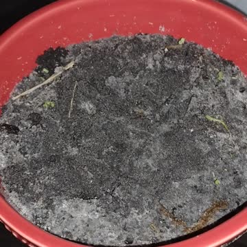 Our Experiment Failed! Time For Round 2!