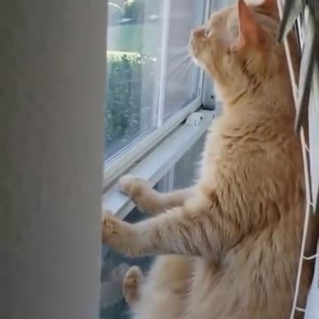 Cats are smarter than we think