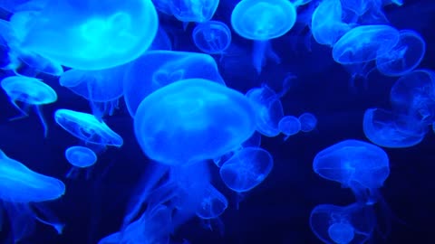 j Jellyfish Tank Water Life Marine Blue Aquarium..