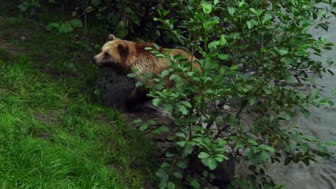 Bear and wild