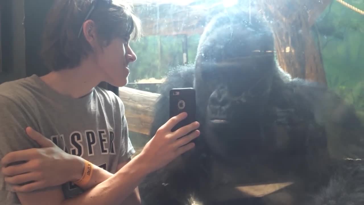 Gorilla reacts when he sees pictures of other gorillas on this guy's cell phone [ORIGINAL]