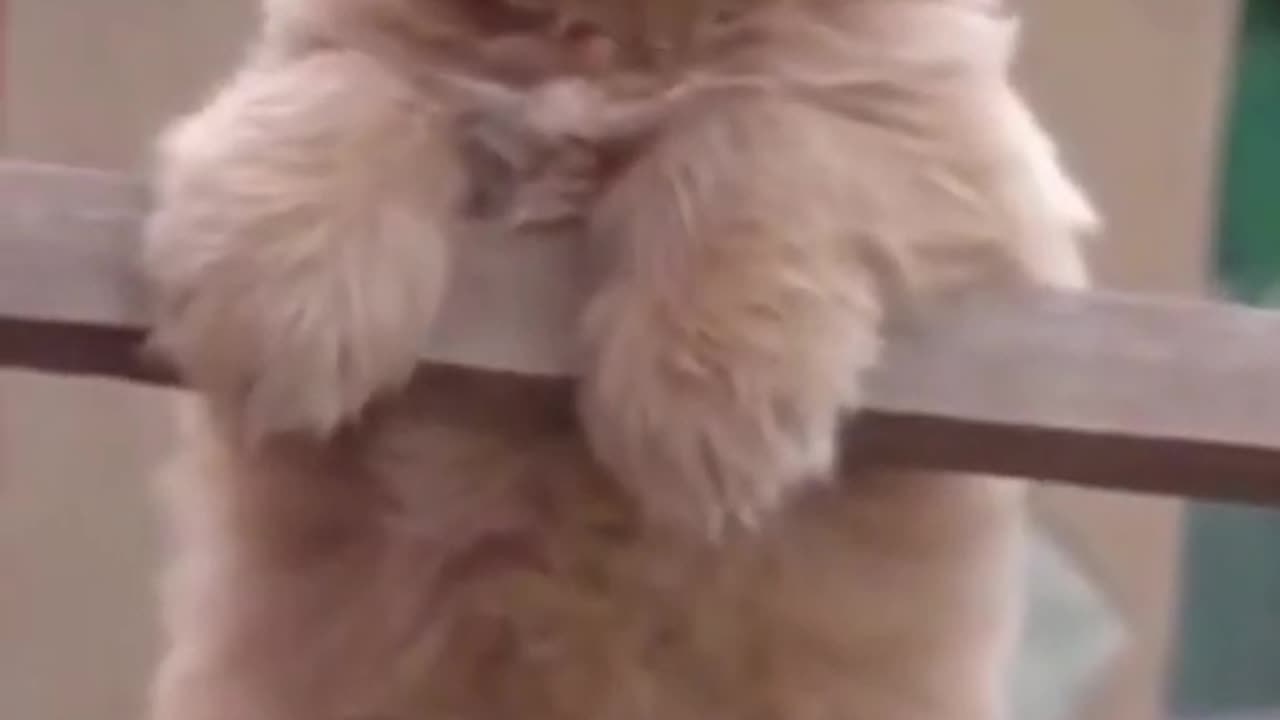 Funny and Cute Dog Video