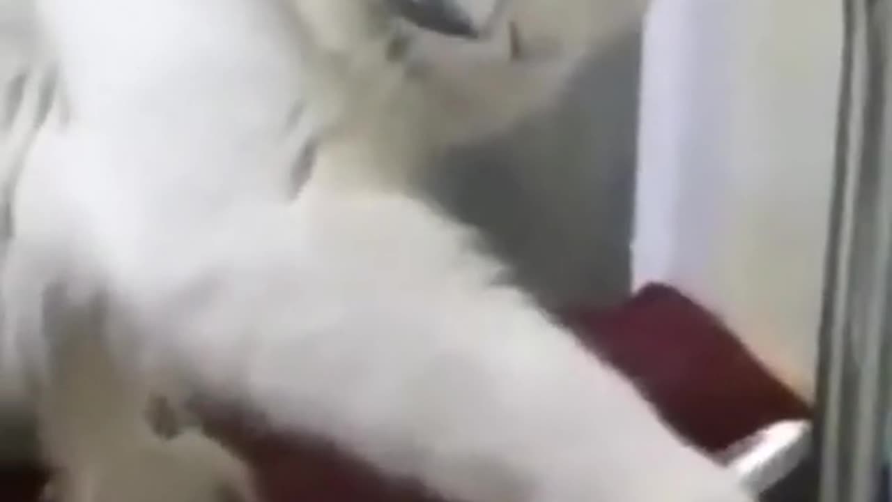 🤣Funny Cat Fails | Try Not To Laugh!! 🤣 part 2