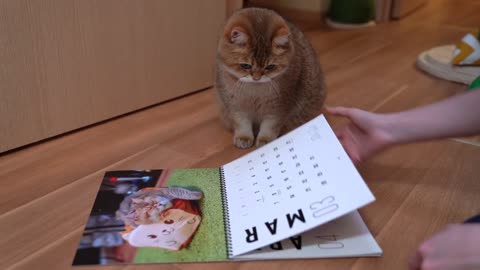 Hosico Calendar 2021!