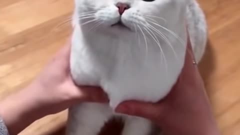 what a cute kitty