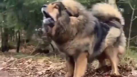 Giant dog😳😬