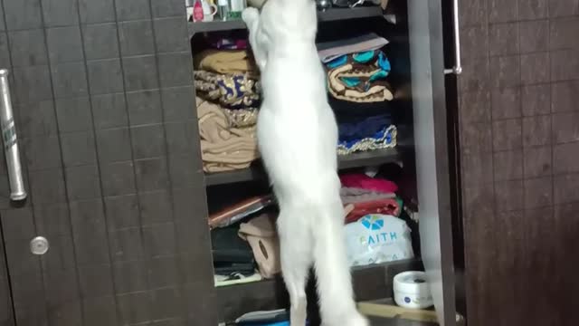 Cat Standing Inside Cupboard Tries to Jump on Top Shelf and Falls to the Floor