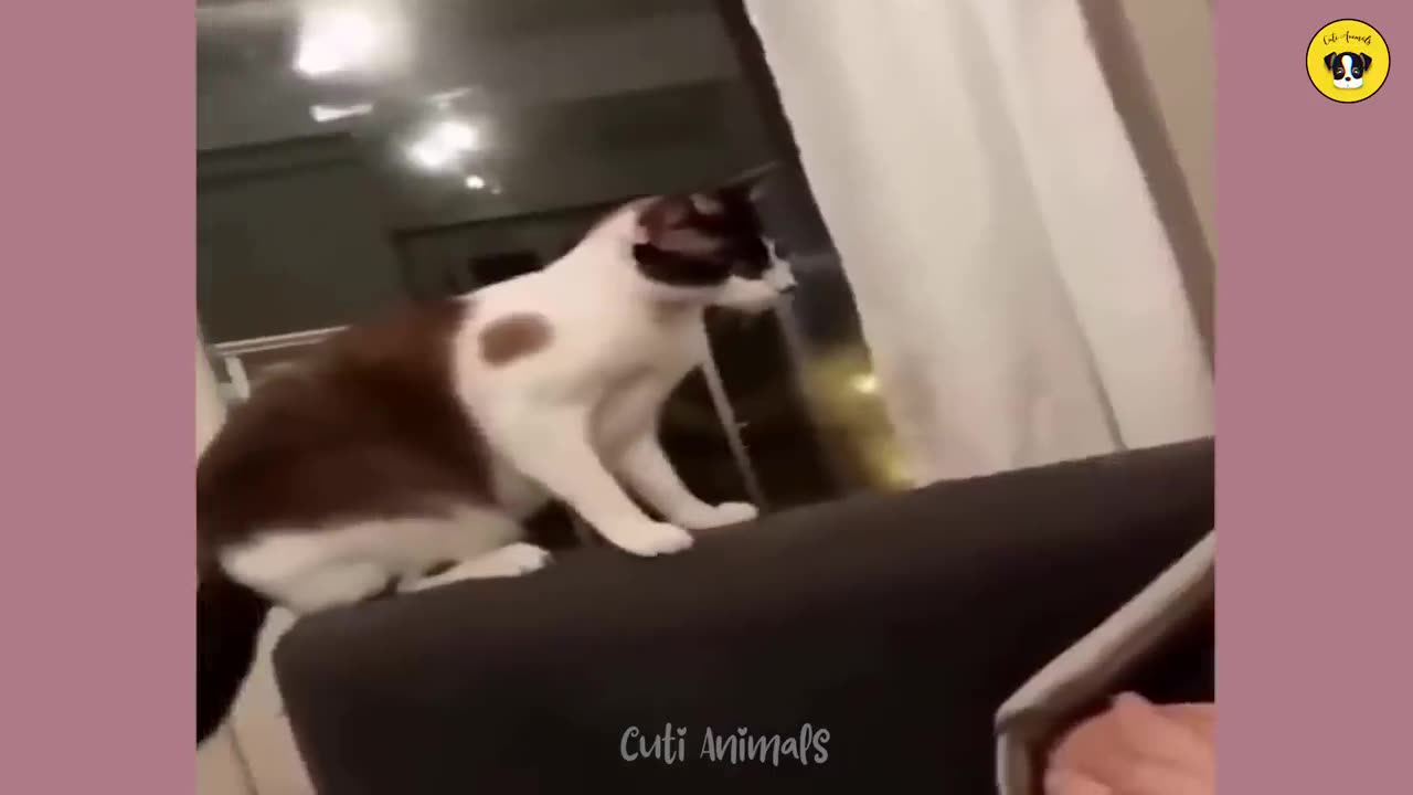 Funny Cats and Dogs