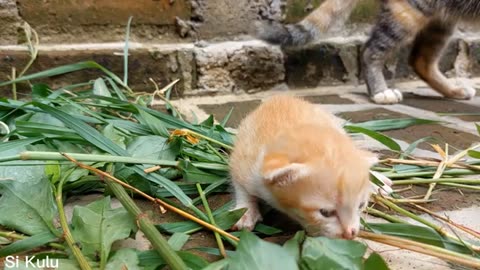 Sound of baby cat calls its mother 😍