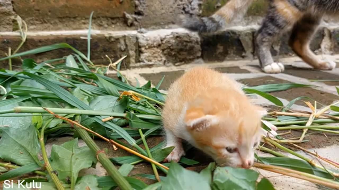 Sound of baby cat calls its mother 😍