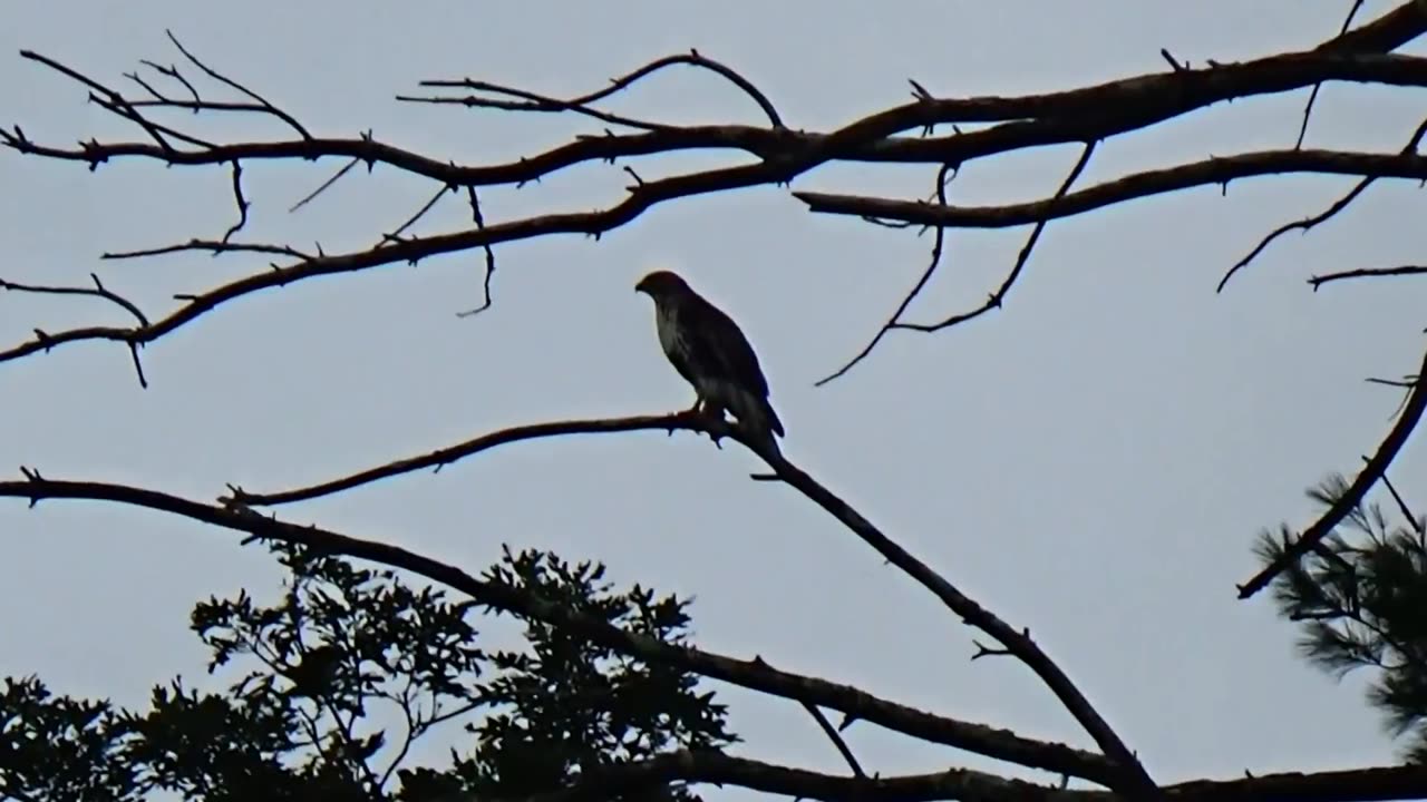 Red-tailed hawk