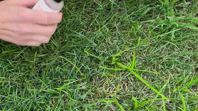 Rescuing Birds Stuck in Glue