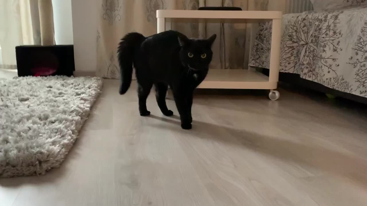 Cat playing