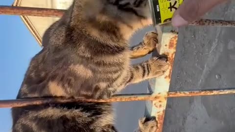 Funny Video