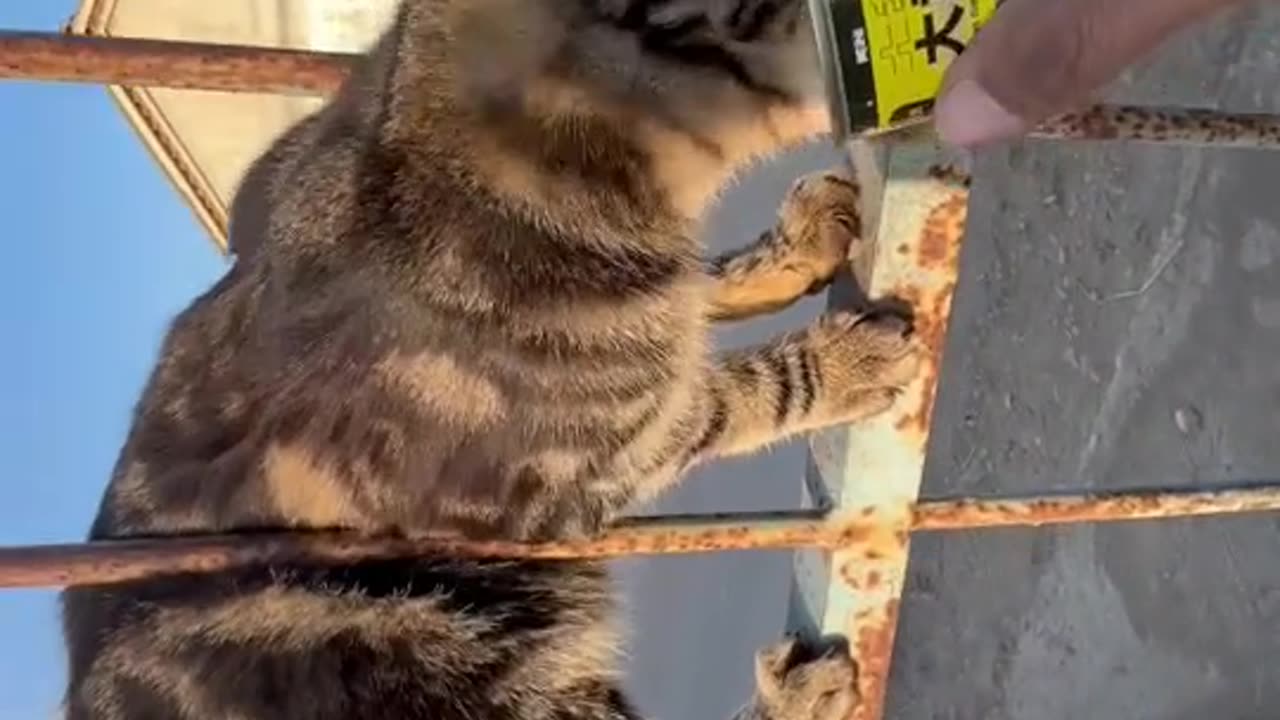 Funny Video
