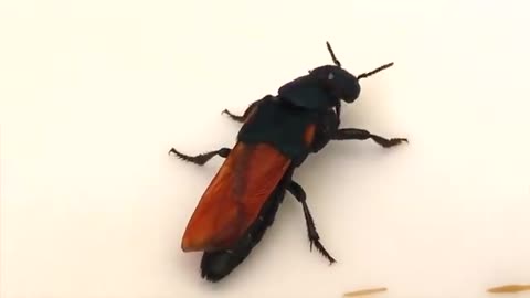 This is a small beetle called Paederus