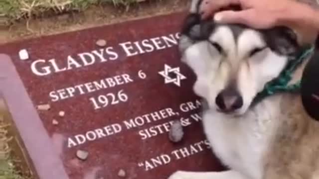 Dog got emotional after death of his master