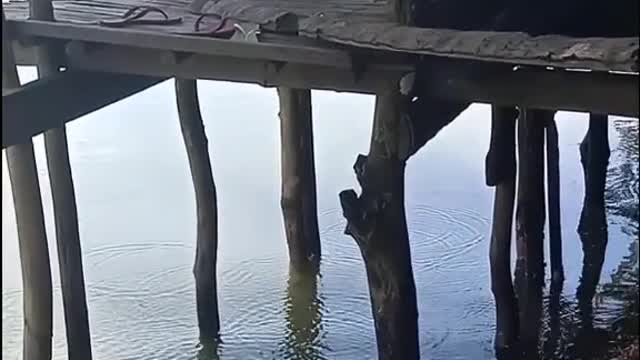 Watch this you can laugh (follow me)