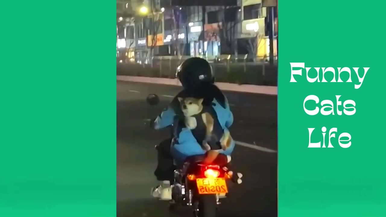 Animals vedios