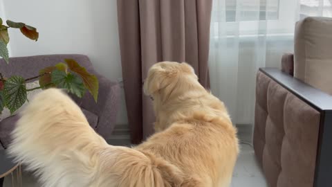 Golden Retriever and His Mom Playing Hide and Seek