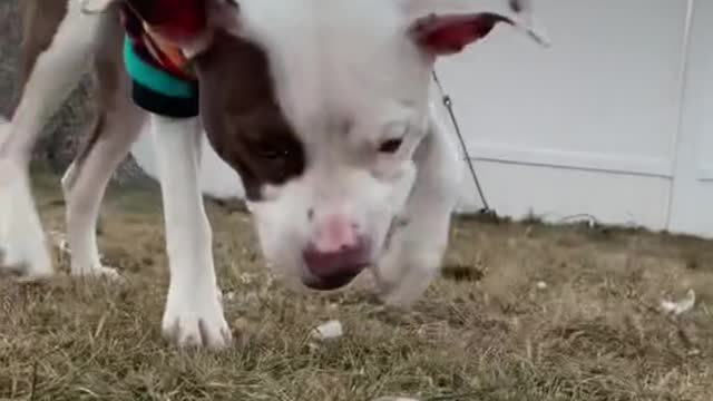 Yesterdaywediscovered it was cold enough for bubbles to freeze on the ground