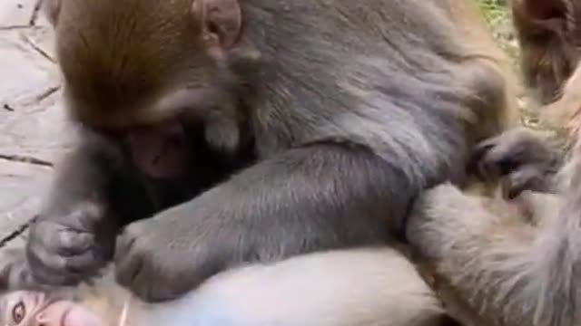 #funny #cute ❤ #dogs 🐶 and #monkeys 🐒 part 19