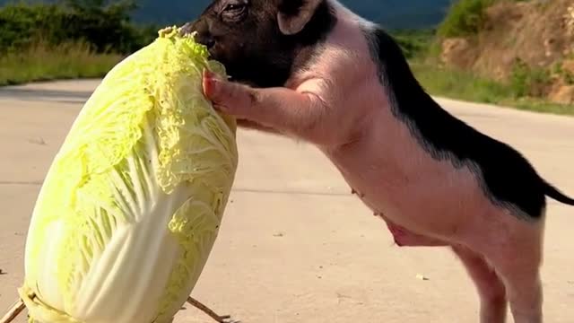 Piglet playing with vegetables
