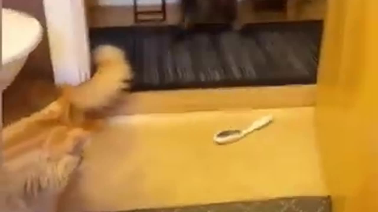 funny cal fighit