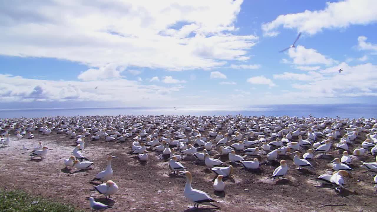 The Beautiful Wild Life in HD