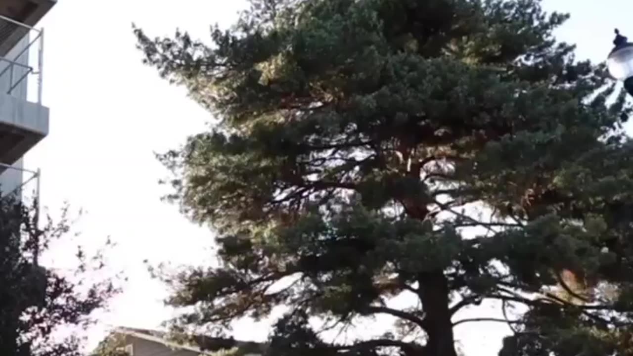 dude jumps off 4th story balcony into tree- doesn't end well