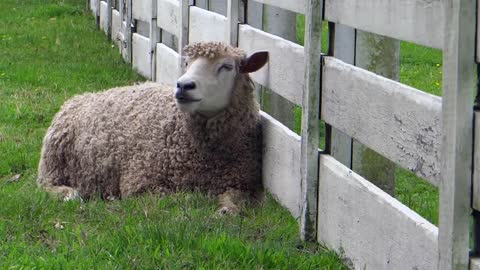 Chewing Sheep Against Farm Fence