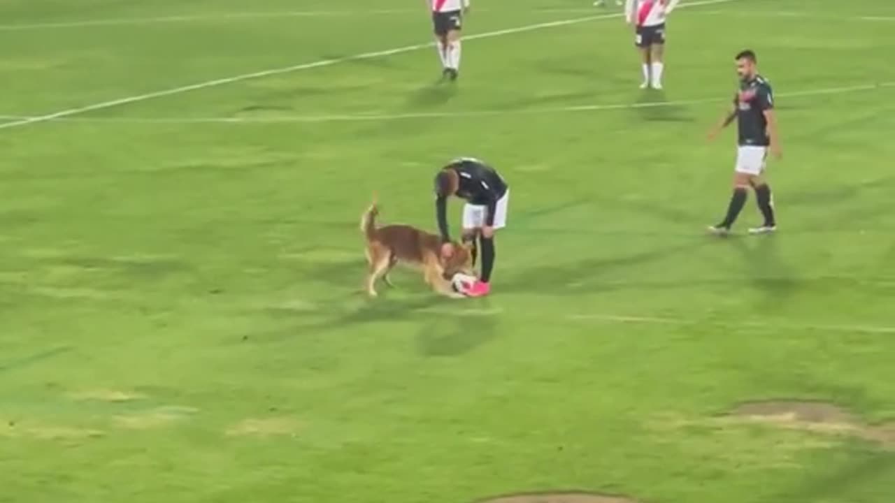 Dog Invades Pitch