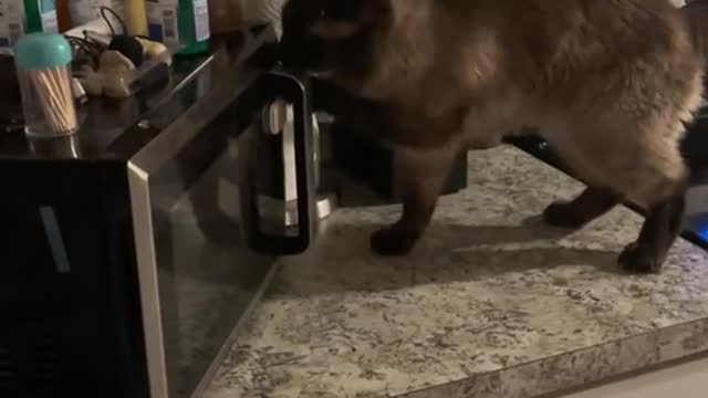 Bentley is too smart for his own good
