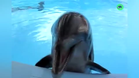 AMAZING DOLPHINS - FUNNY DOLPHINS COMPILATION_Cut