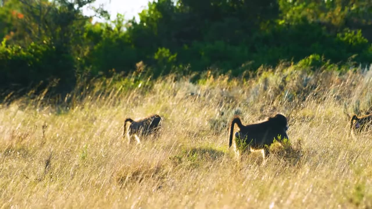 Chacma baboon facts: Gourmet Salad Enthusiasts | African savannah wildlife